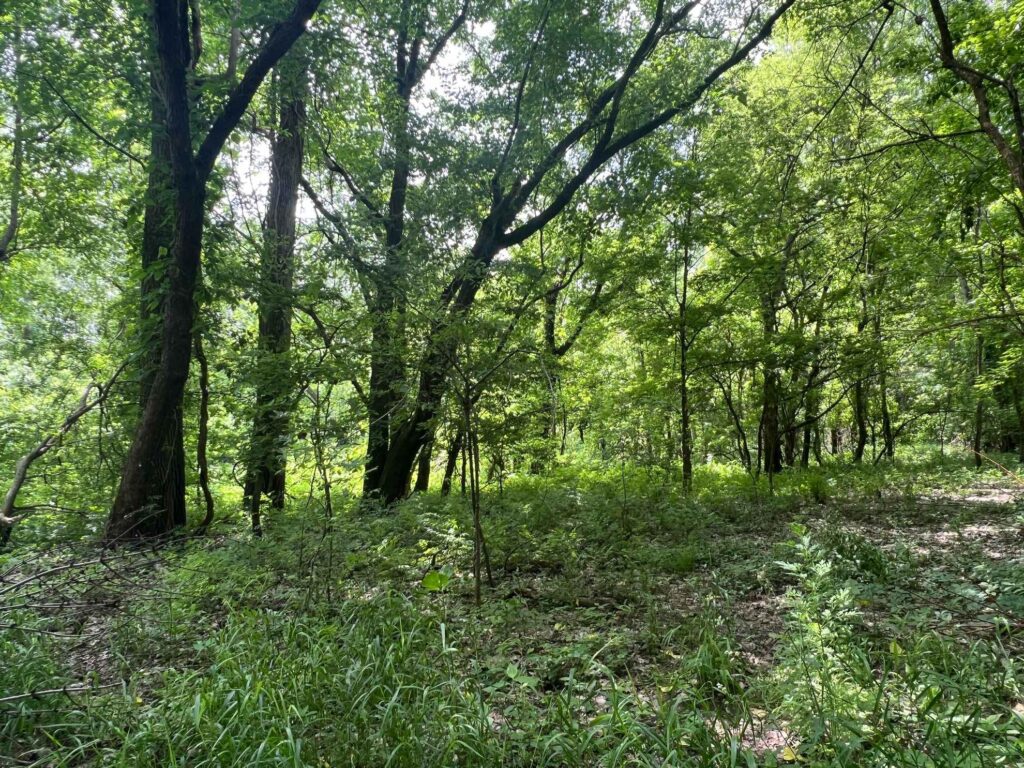 1004 acres in Mississippi County, Arkansas - Brown Realty Co